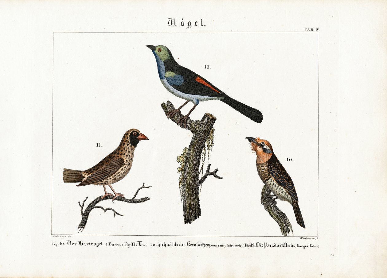 Barbet, wevervogel en paradijsvliegenvanger door Anton Wachsmann