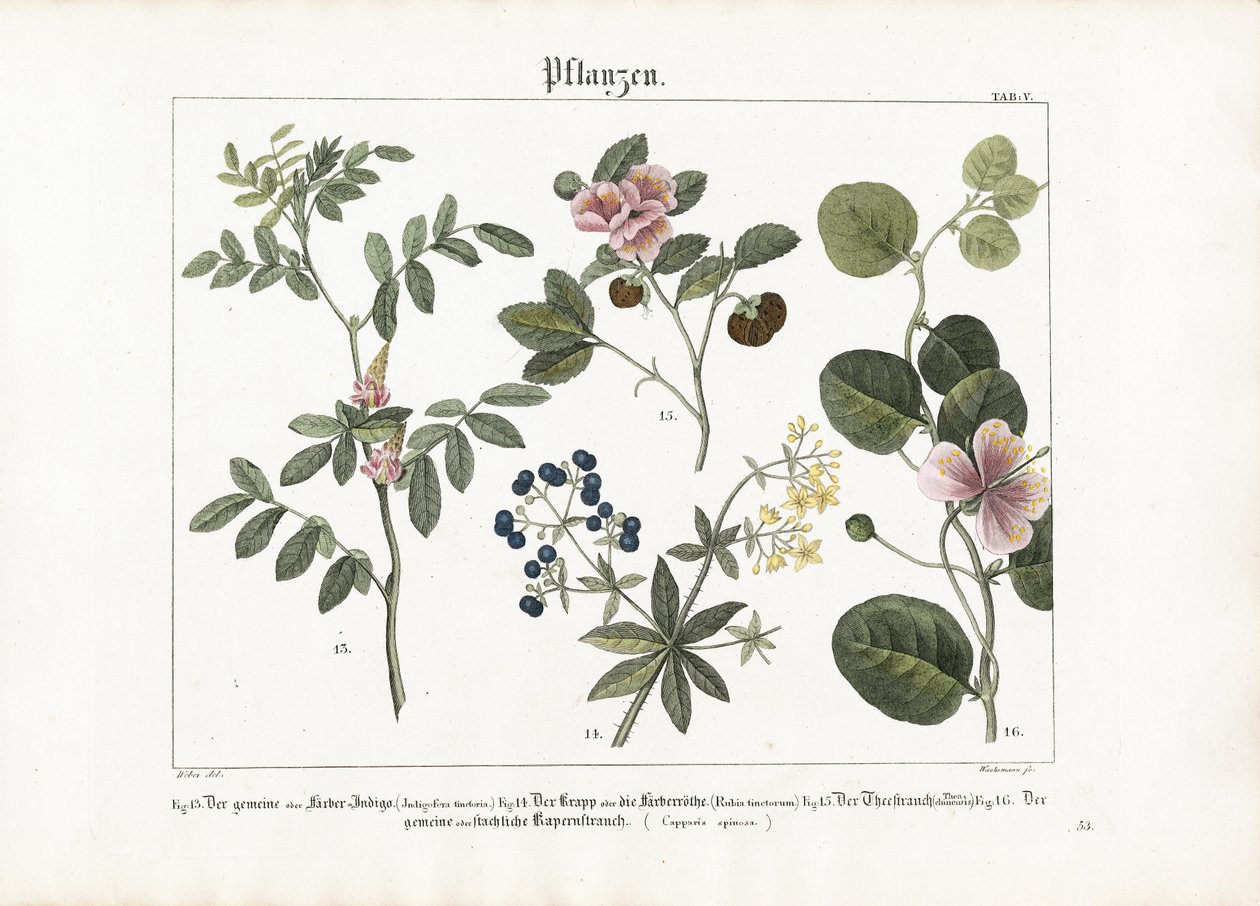 Verfplanten en kapperstruik door Anton Wachsmann