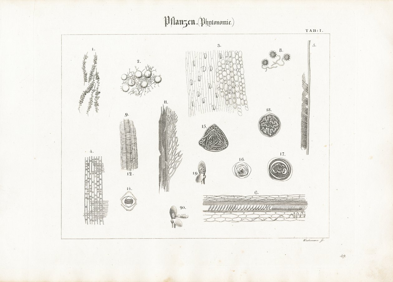 Anatomie van planten (Fytotomie) door Anton Wachsmann