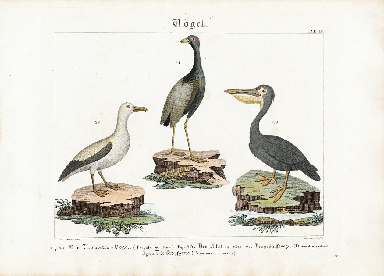Trompetter, Albatros en Pelikaan door Anton Wachsmann