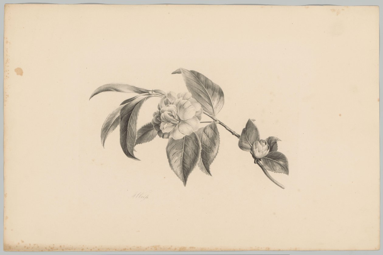 Bloemen door Anton Weiss