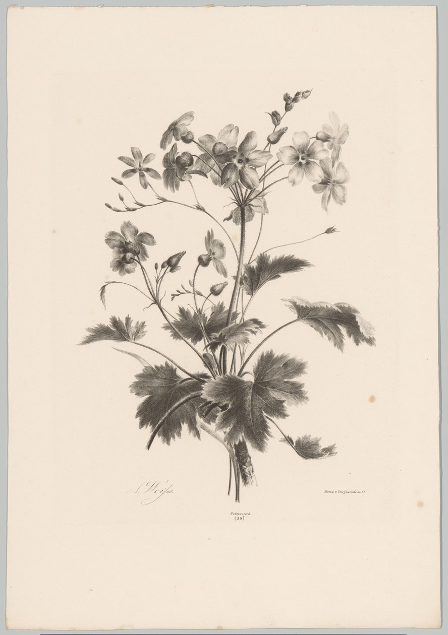 Bloemen met doorns door Anton Weiss