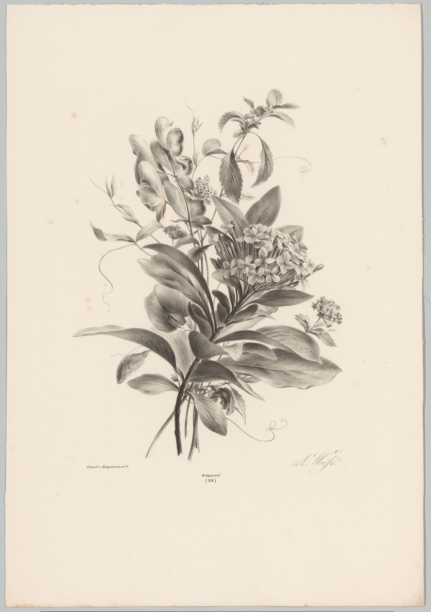 Hortensia