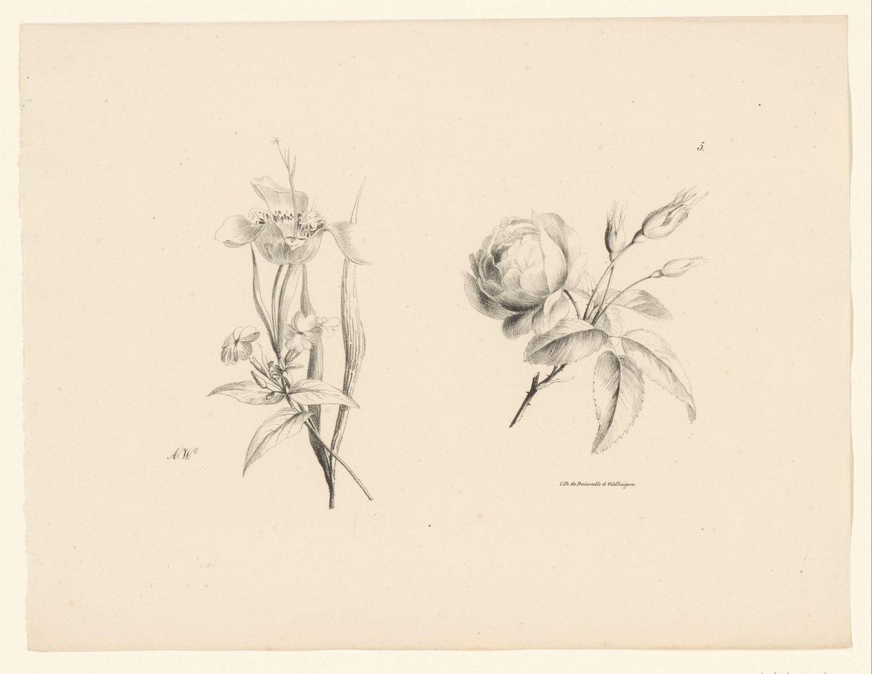 Roos en andere bloem door Anton Weiss