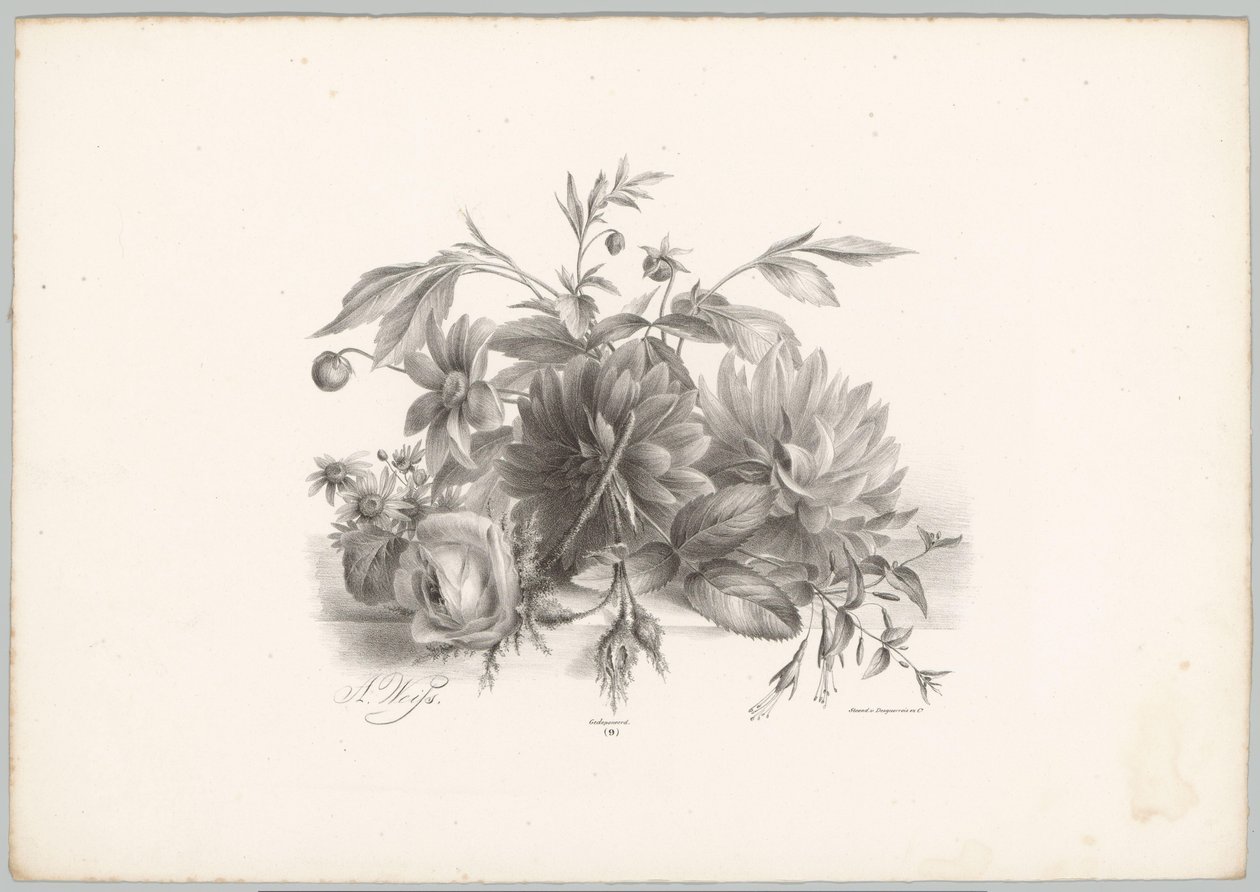 Rozen, dahlia