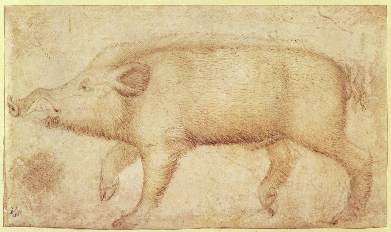 Een wild zwijn door Antonio Pisanello