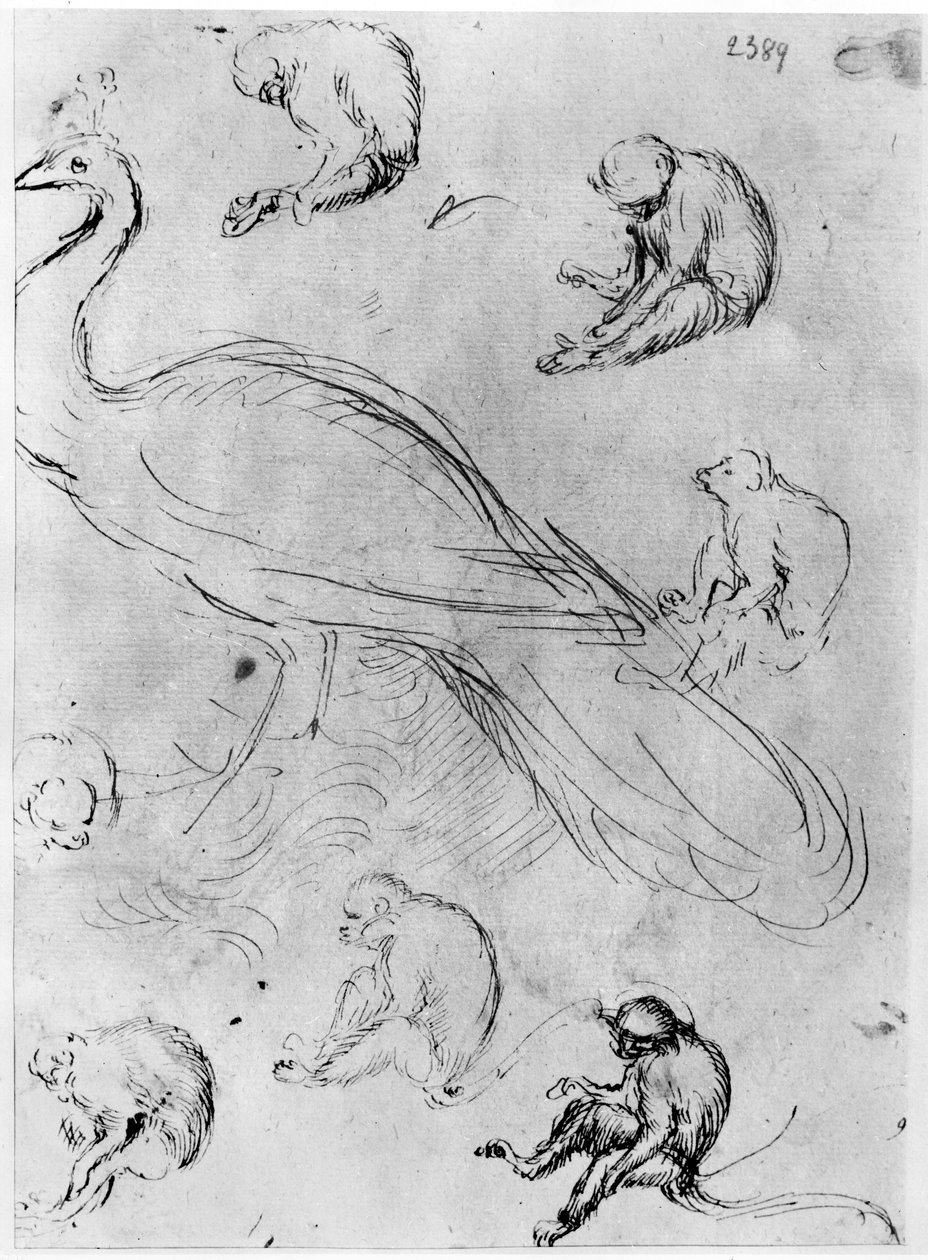 Pauw en zes apen, uit het Vallardi Album door Antonio Pisanello