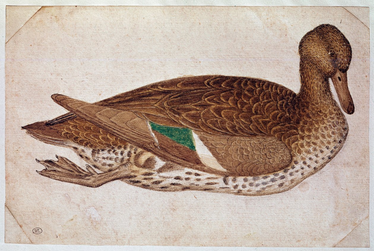 Vrouwelijke wintertaling, zwemmend, in profiel naar rechts. Tekening door Pisano Antonio di Puccio, genaamd il Pisanello, ca. 1430-40 door Antonio Pisanello