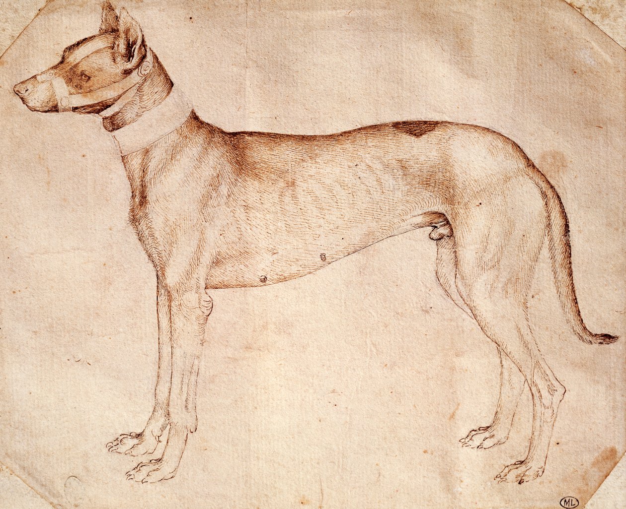 Studie van jachthond, tekening in pen en bruine inkt door Antonio Pisanello