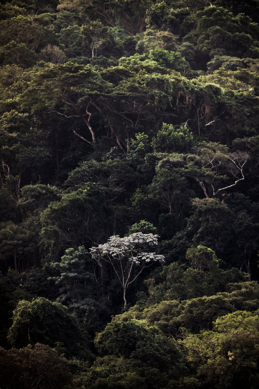 Embauba III, 2019 (digitale foto) door Antonio Schubert