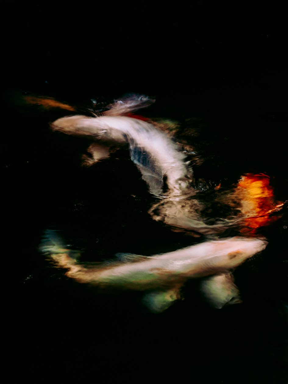 Haikai V, 2022 (digitale foto) door Antonio Schubert