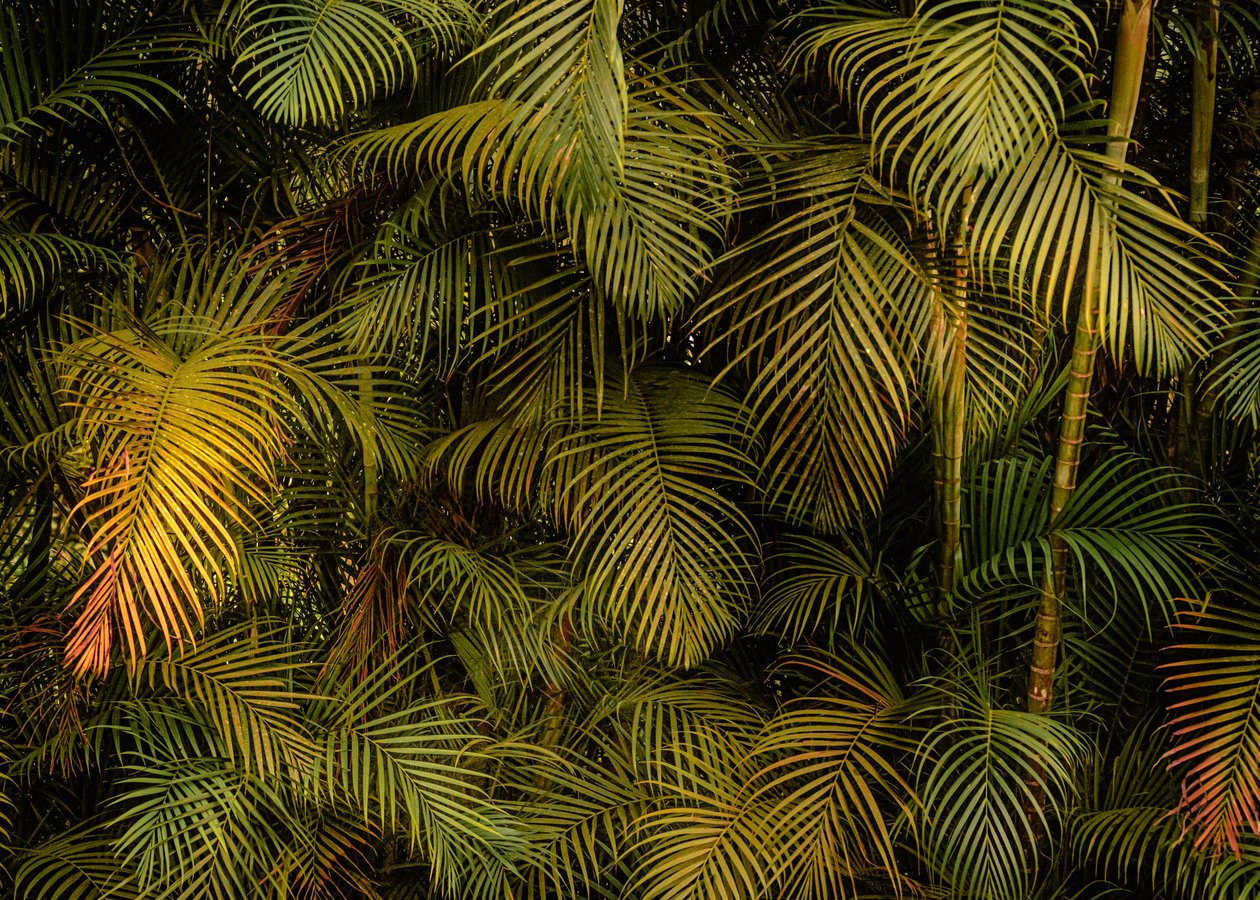 Palm Tree IV, 2024 (digitale fotografie) door Antonio Schubert