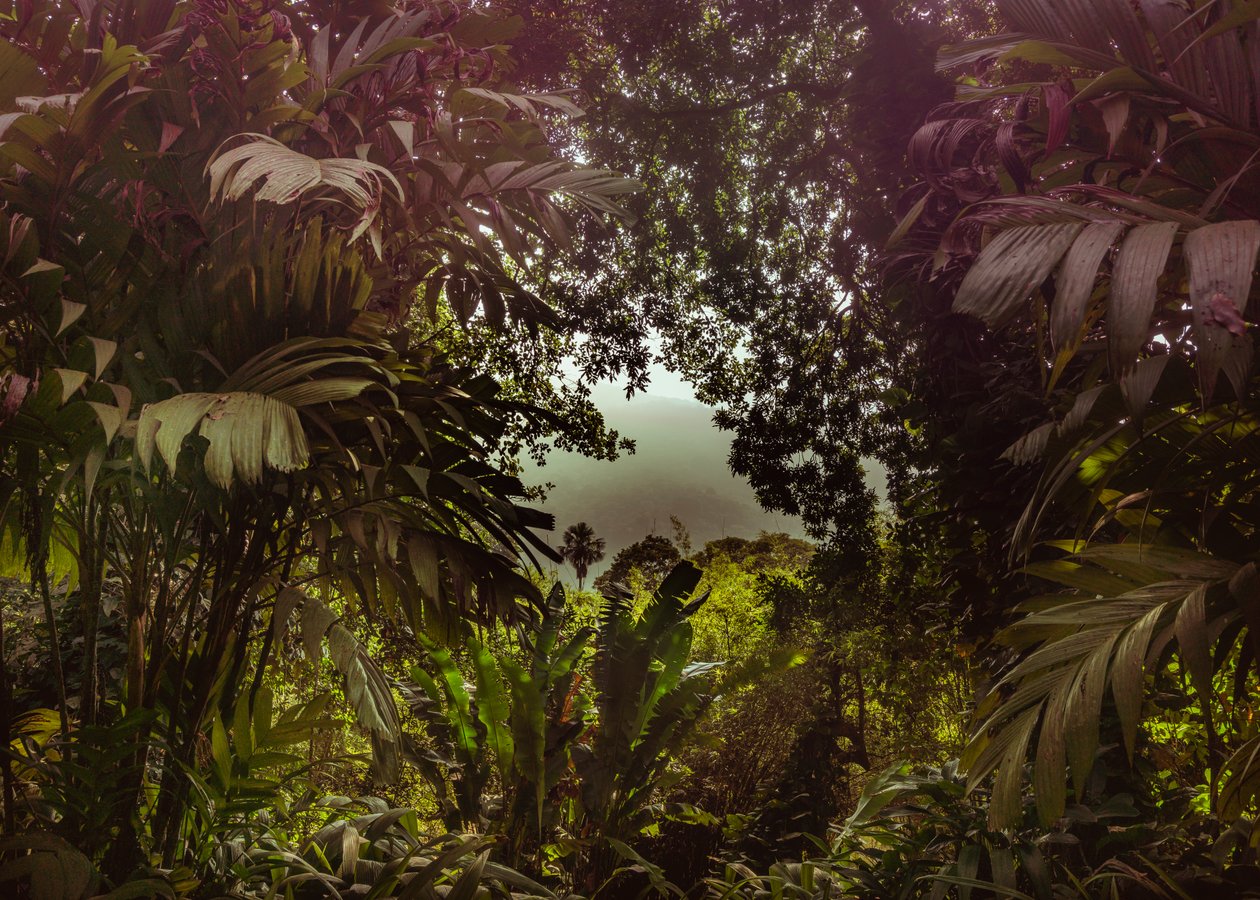 Tijuca Bos XXXVII, 2024 (digitale fotografie) door Antonio Schubert