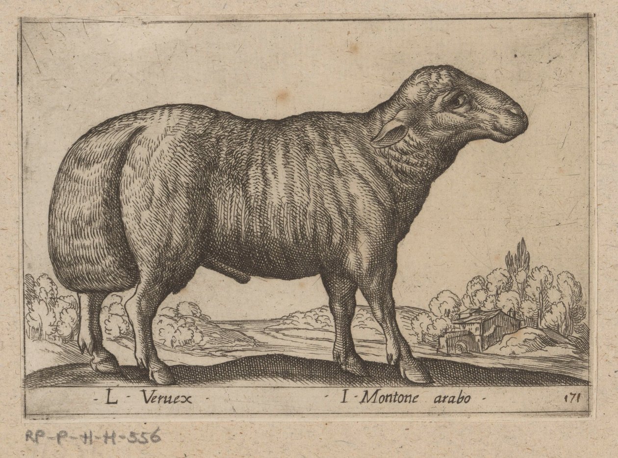 Arabisch schaap door Antonio Tempesta