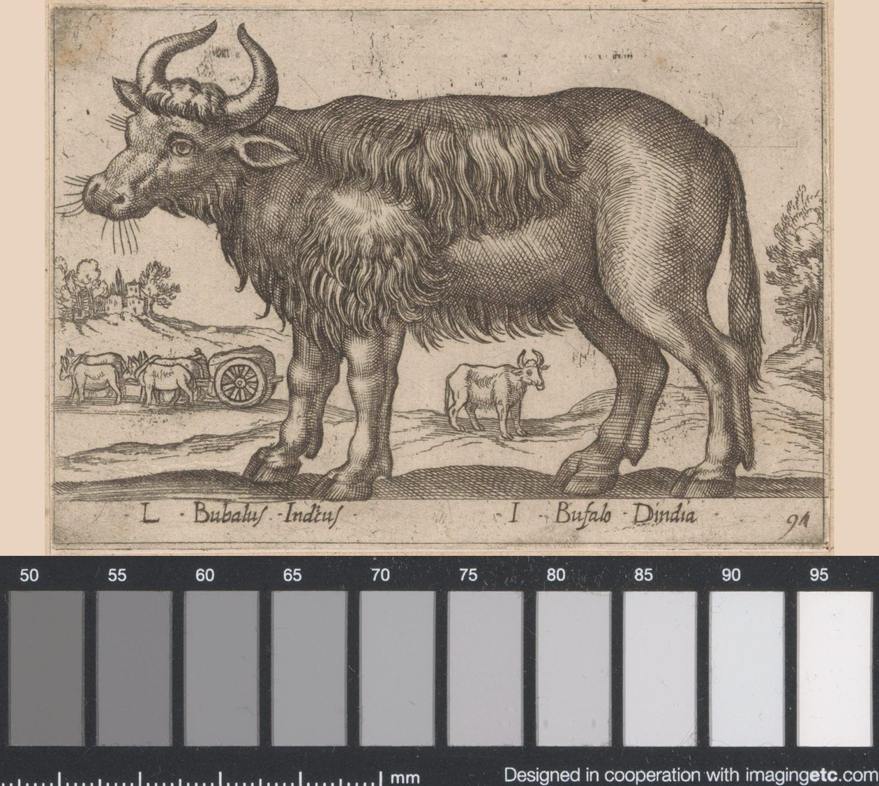Buffel door Antonio Tempesta