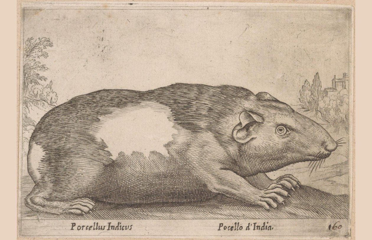 Cavia door Antonio Tempesta
