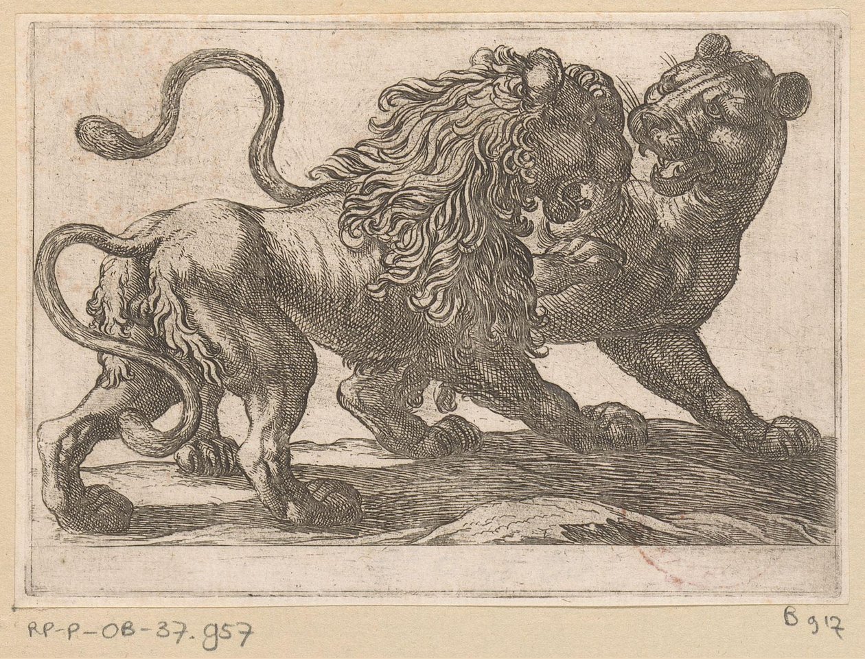 Een leeuw vechtend met een leeuwin door Antonio Tempesta