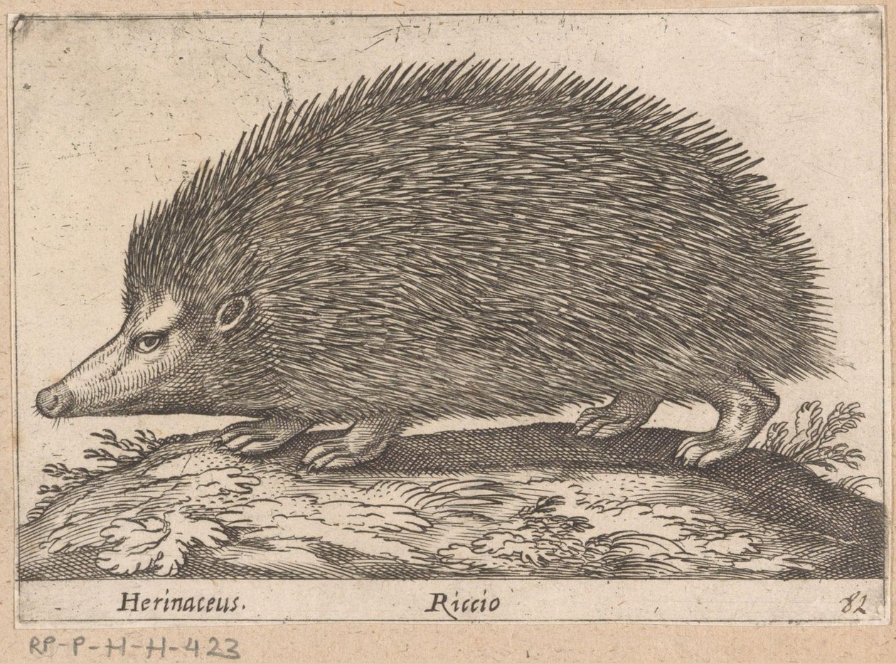 Egel, Dieren en fabelwezens, Nova raccolta de li animali piu curiosi del mondo door Antonio Tempesta