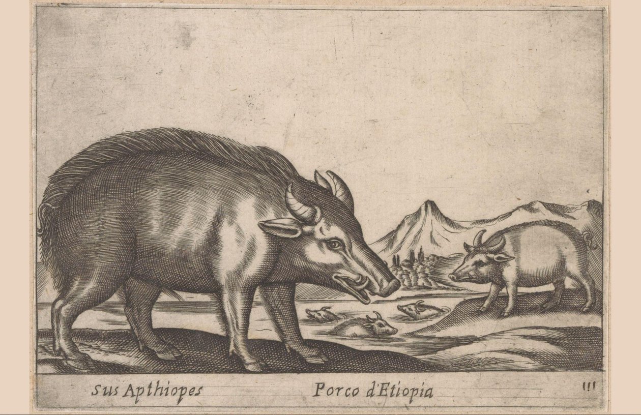Ethiopisch varken door Antonio Tempesta