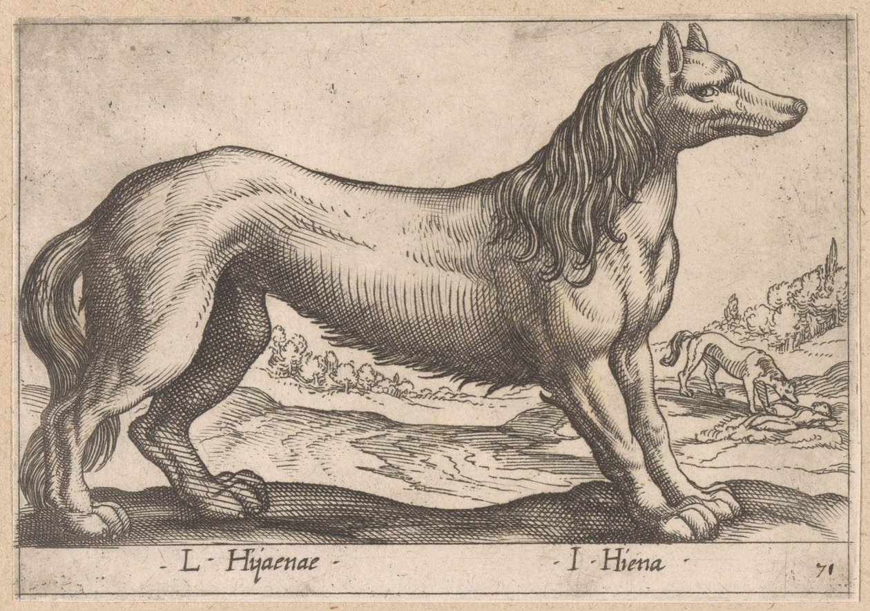 Hyena door Antonio Tempesta