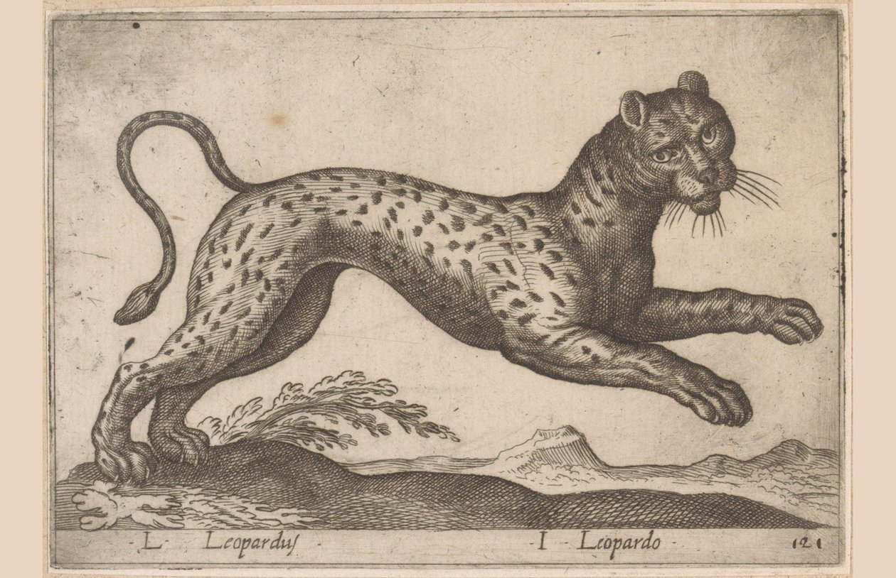 Luipaard door Antonio Tempesta