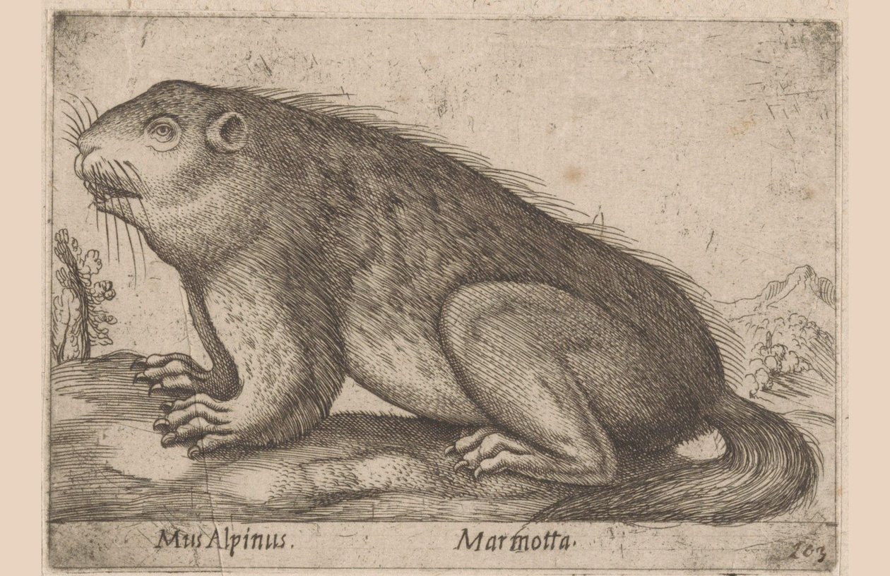 Marmot (Dieren en fabelwezens, serie titel) door Antonio Tempesta