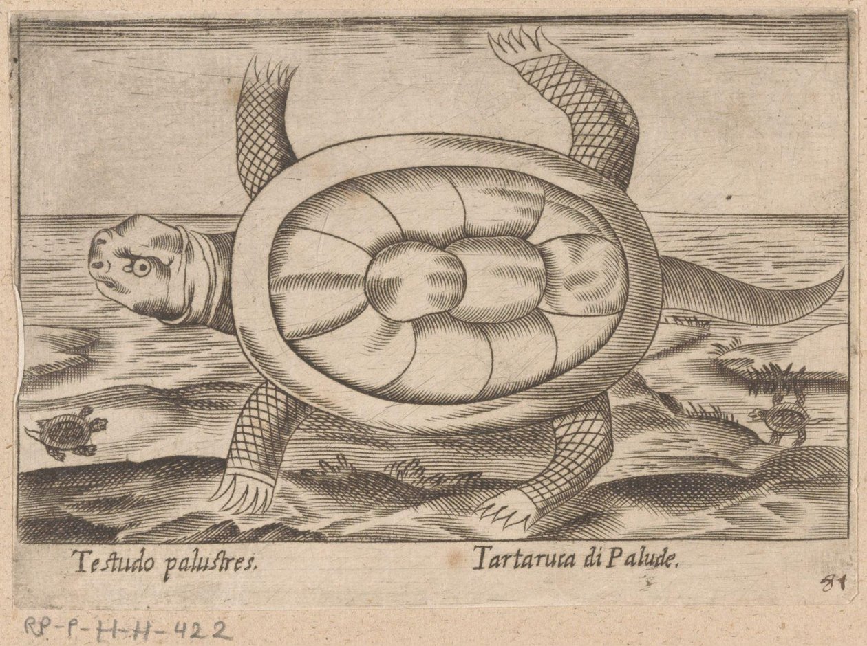 Moerasschildpad door Antonio Tempesta