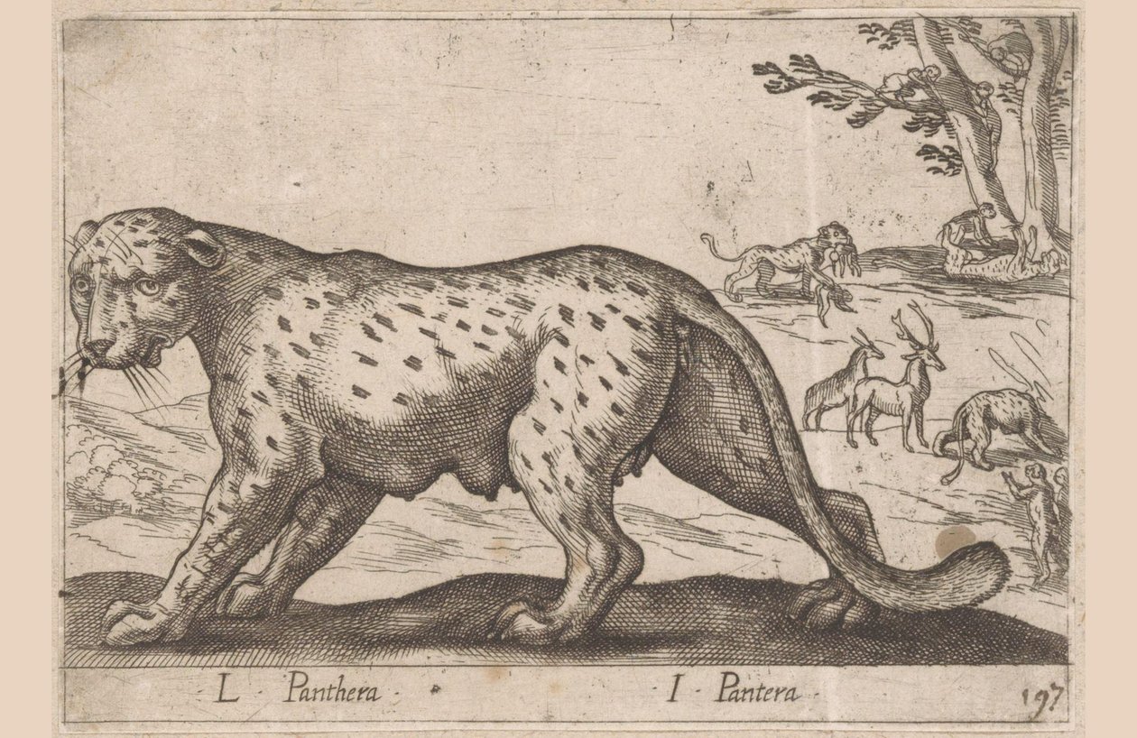 Panter door Antonio Tempesta