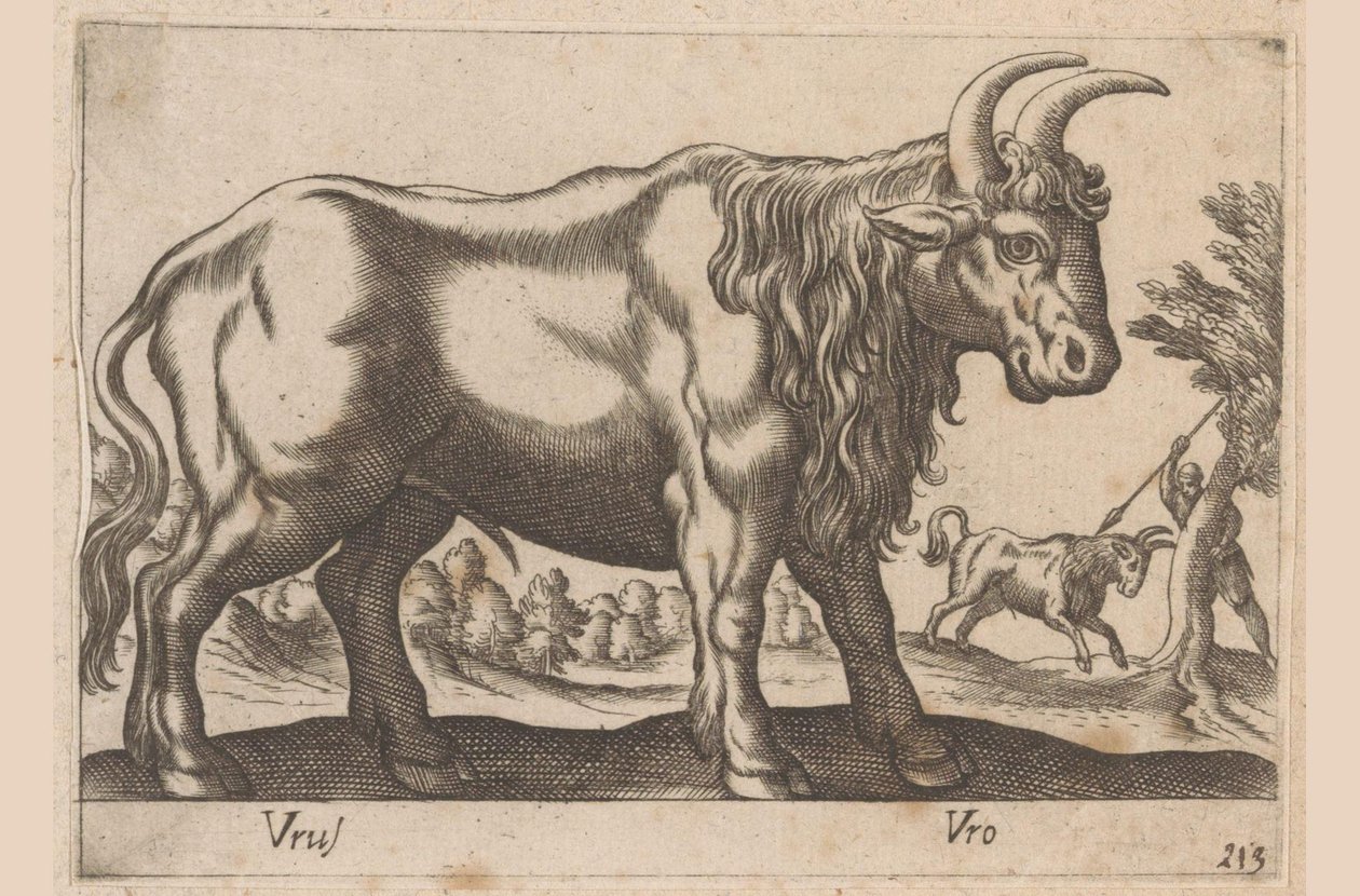 Stier door Antonio Tempesta