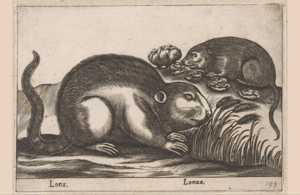 Twee muskusratten Dieren en fabelwezens Nova raccolta de li animali piu curiosi del mondo door Antonio Tempesta