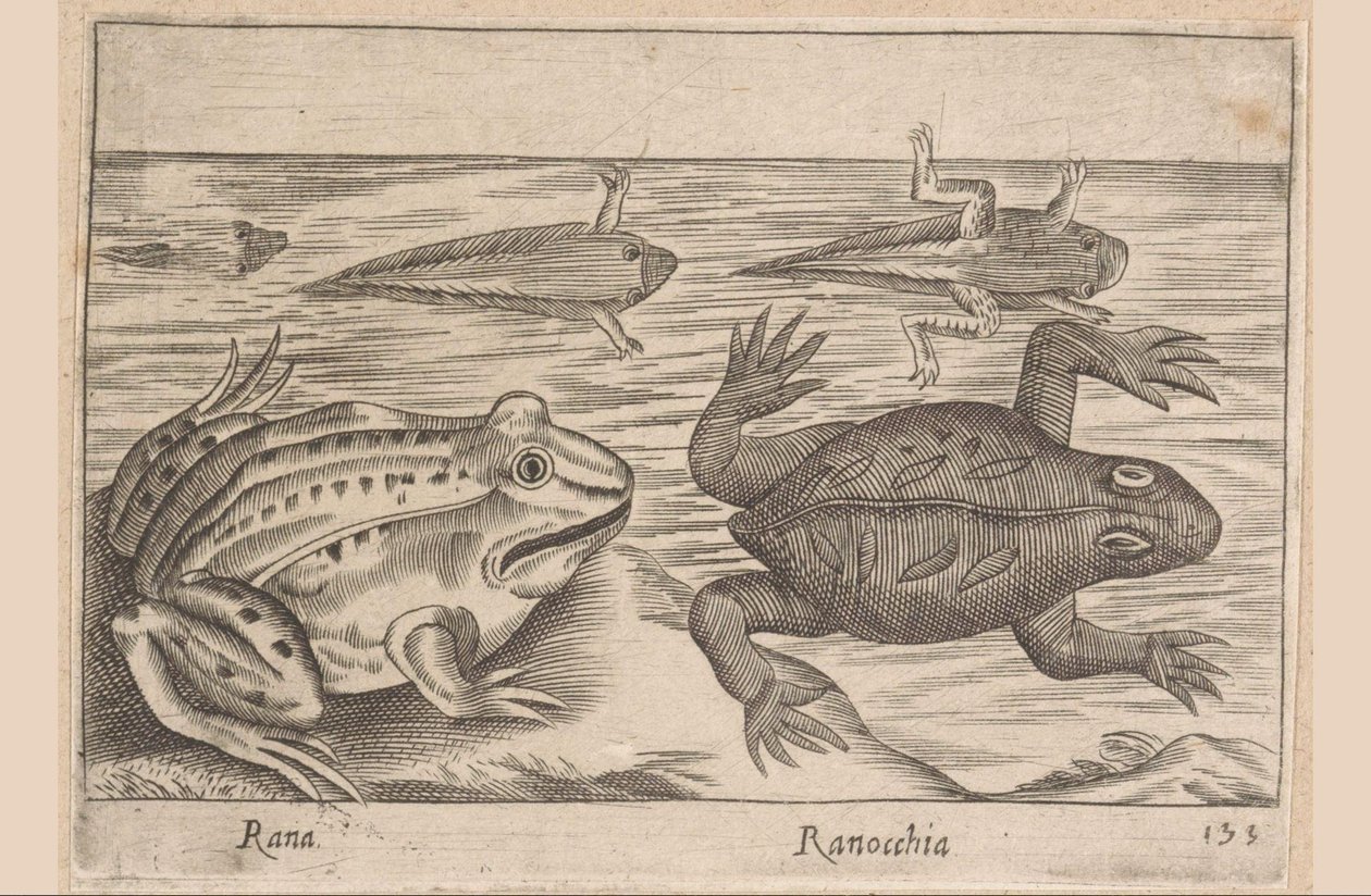 Vijf stadia van een kikker, Rana/Ranocchia (titel op object), Dieren en fabelwezens (serietitel), Nova raccolta de li animali piu curiosi del mondo (serietitel) door Antonio Tempesta