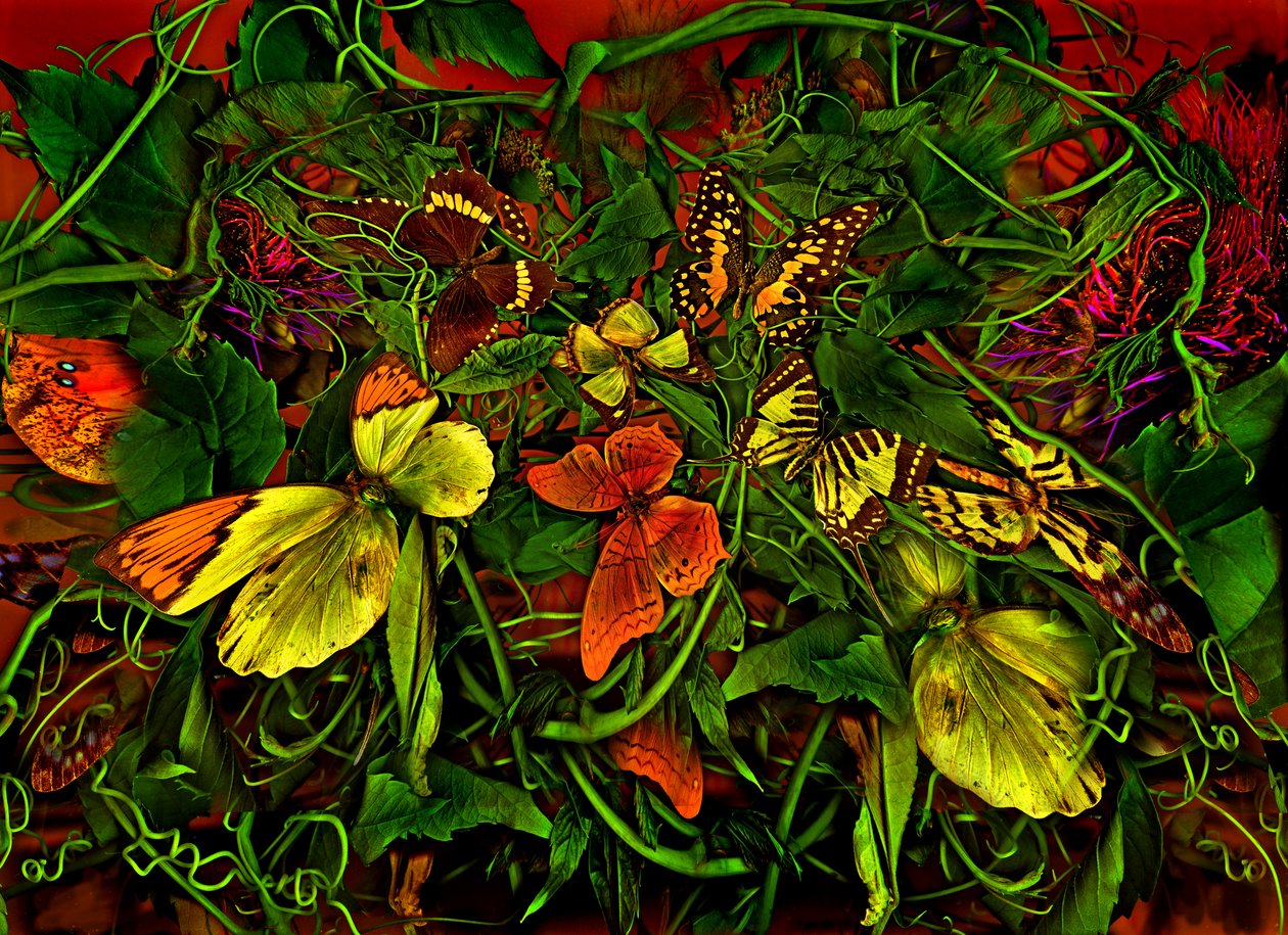 Anderswelt no.102-1, 2025 (photo) door Antonius Antonius