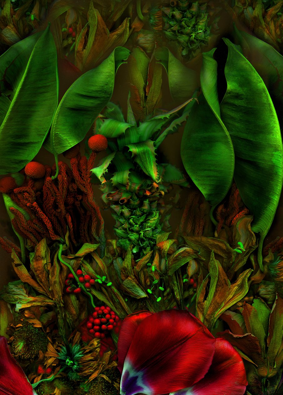  door Antonius Antonius