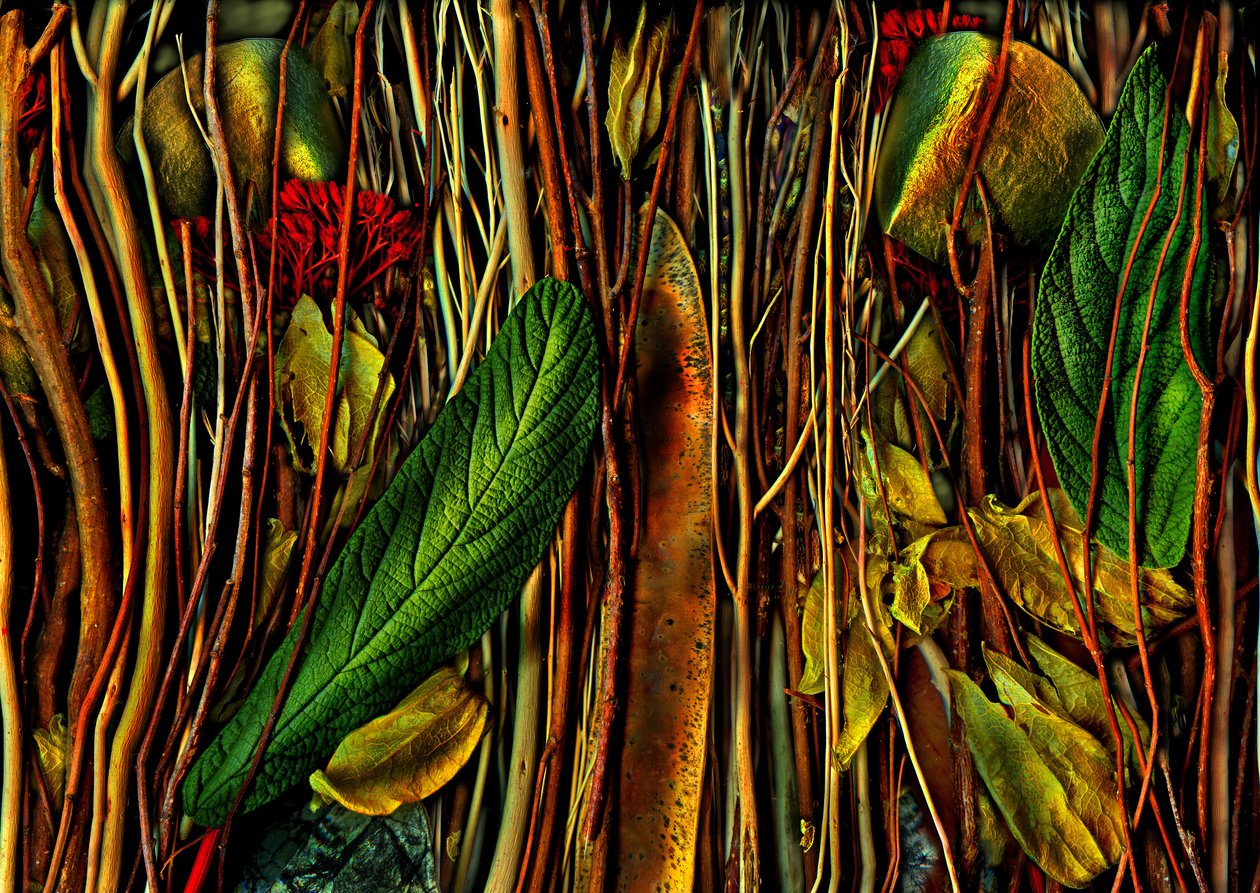 Anderswelten-no.79-4.strange wood, 2019 (photo) door Antonius Antonius