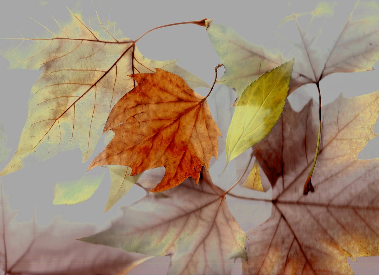 Herfst door Antonius Antonius