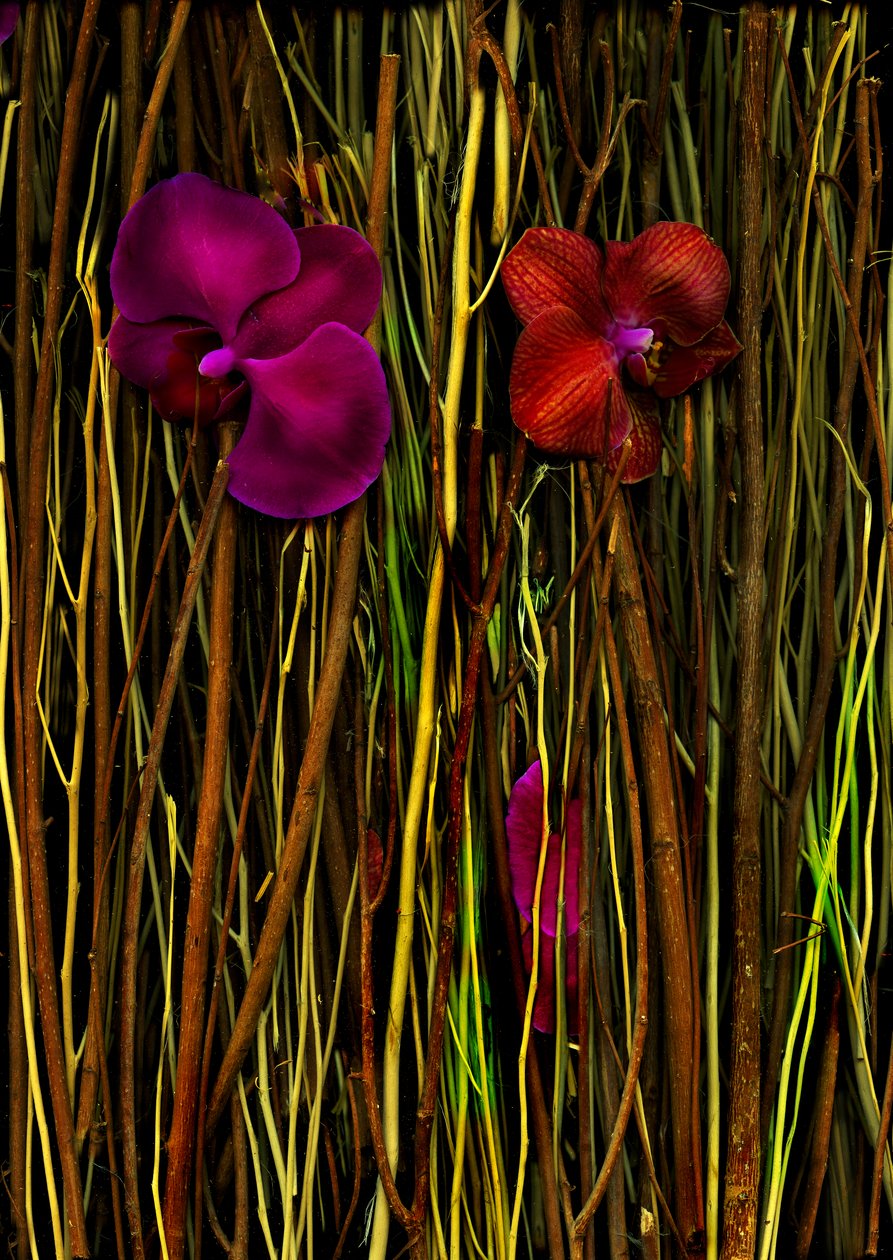 Bloesems nr.2, 2014 (foto) door Antonius Antonius