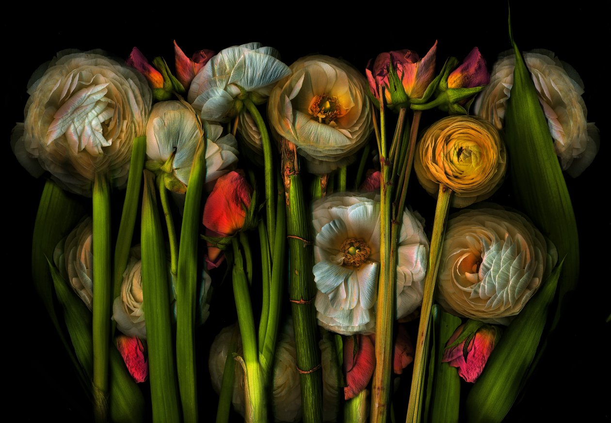 Earthart flora nr.3, 2024 (foto) door Antonius Antonius