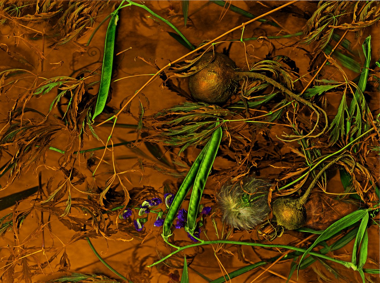 Earthart nr.2, 2014 (foto) door Antonius Antonius