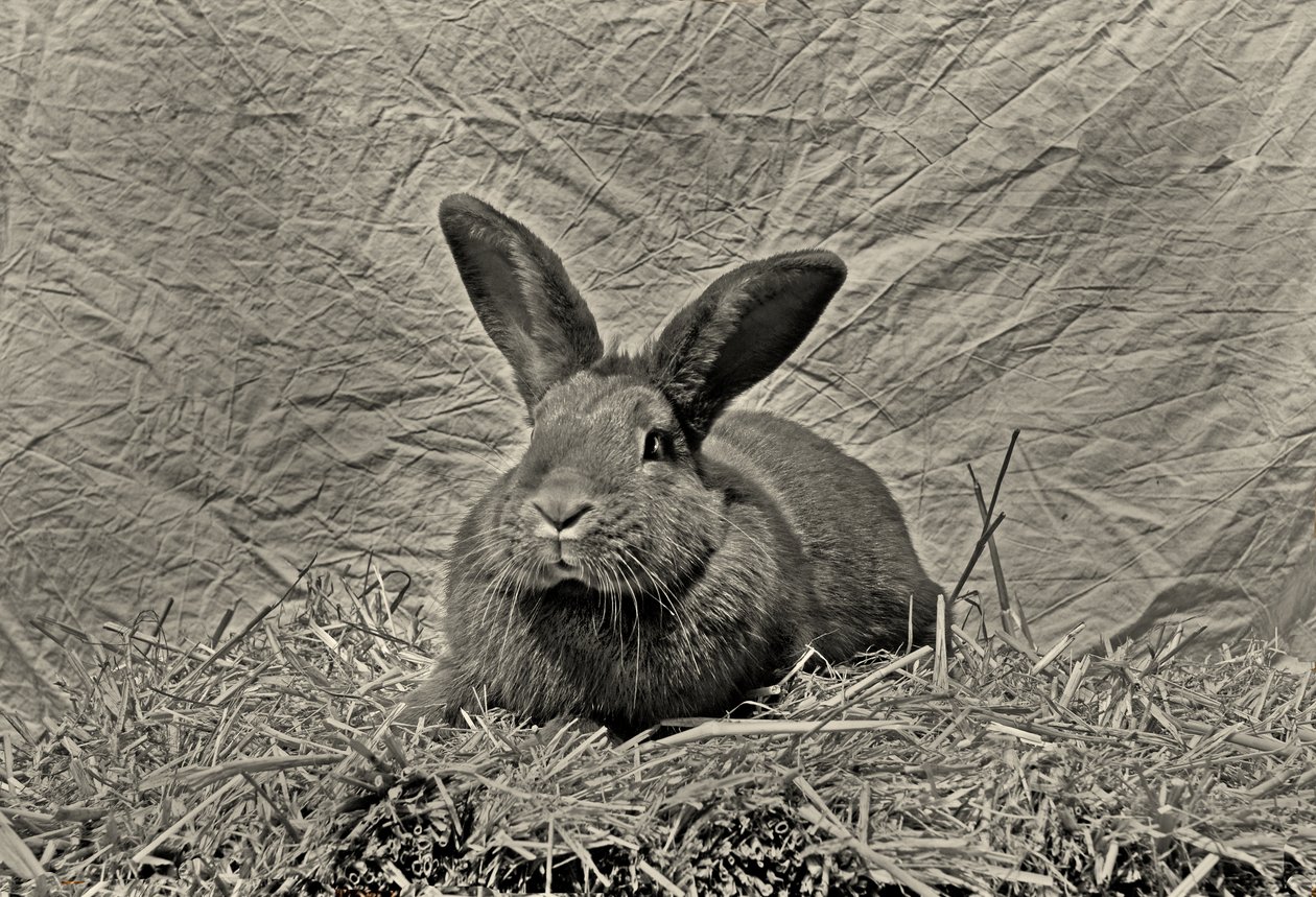 Dag Durer door Antonius Antonius