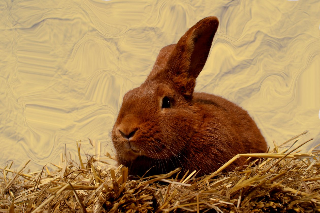  door Antonius Antonius