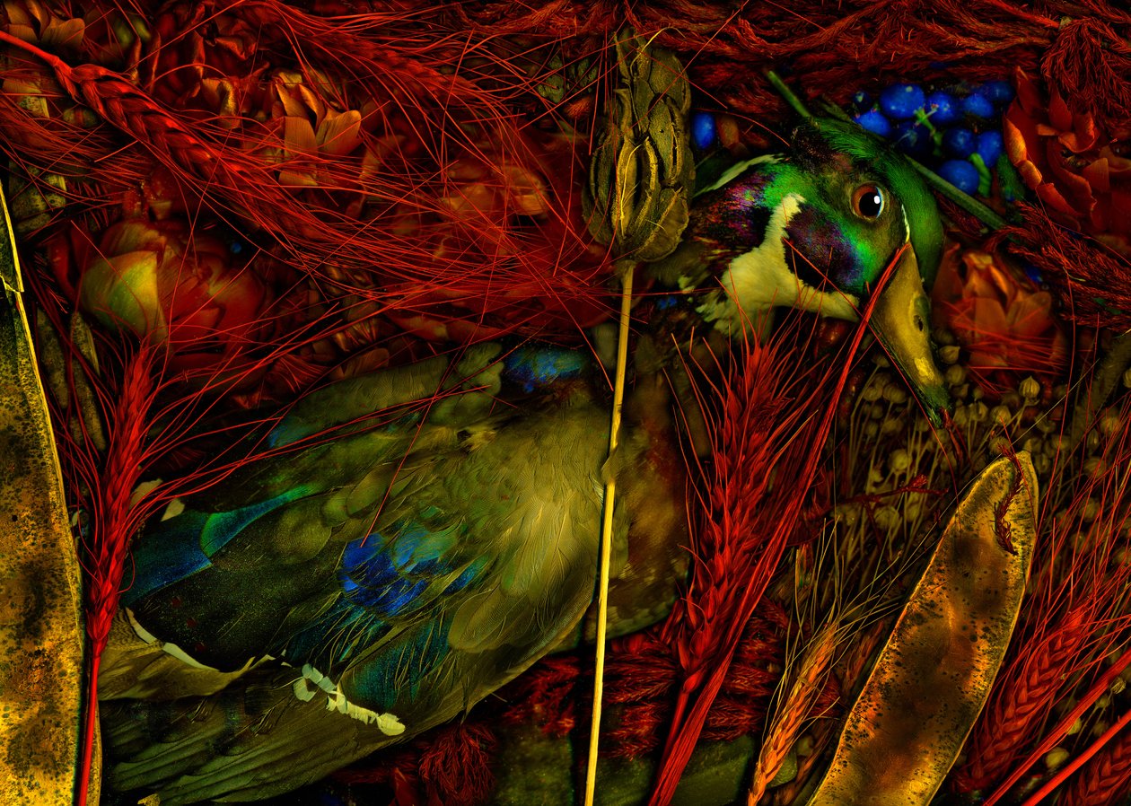 Tovertuin nr.76, 2012 (foto) door Antonius Antonius