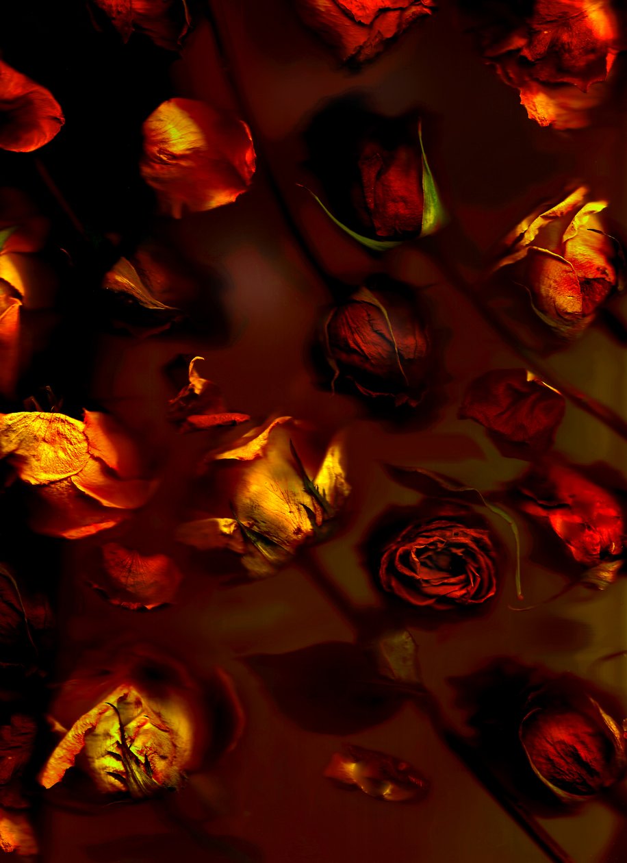 EarthArt rozen, 2008 (foto) door Antonius Antonius