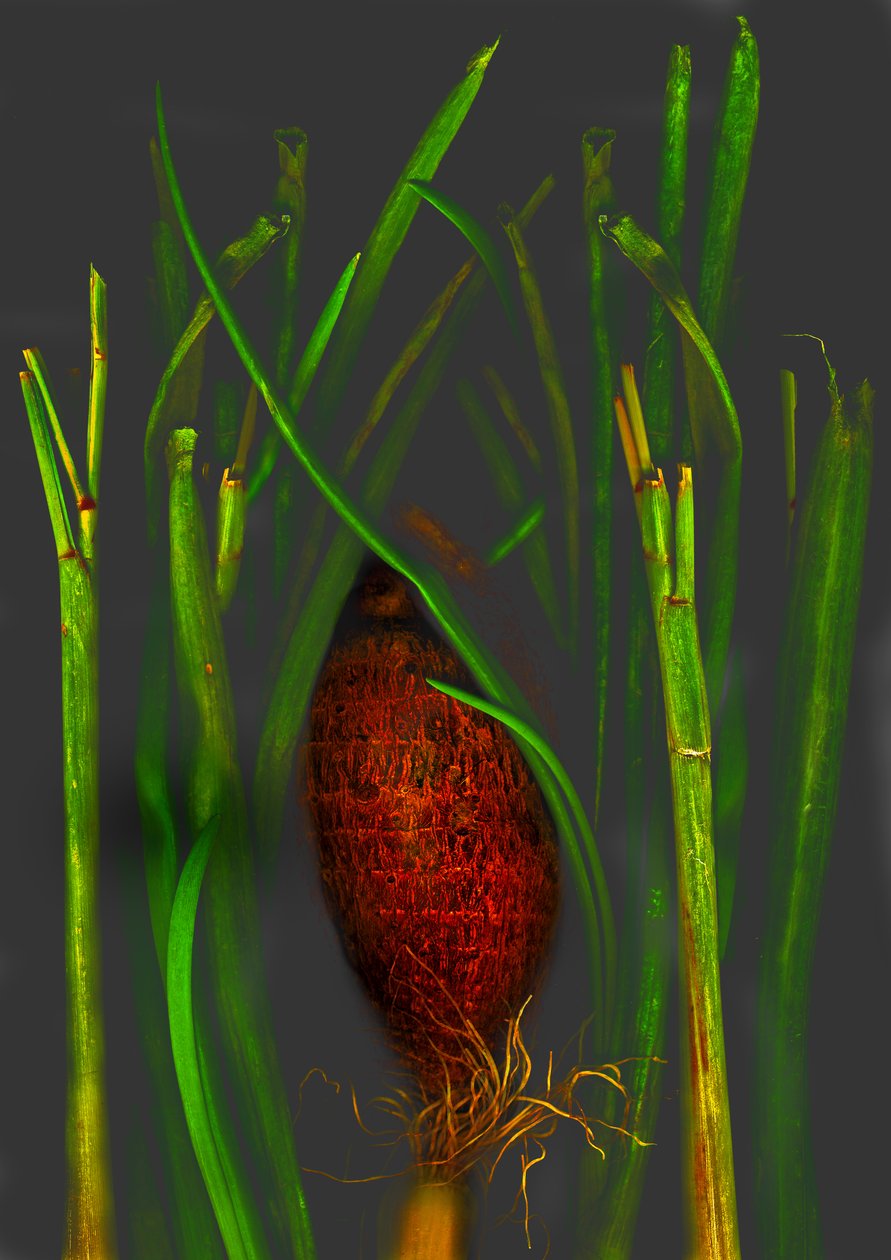 junglefruit door Antonius Antonius