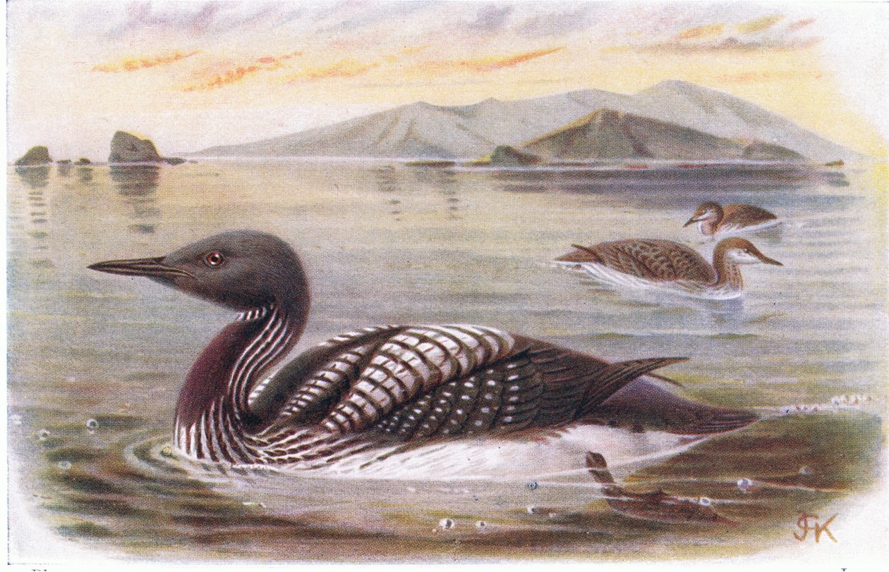 Zwartkeelduiker door Archibald Thorburn