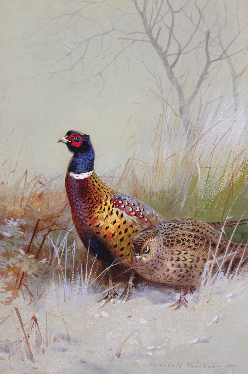 Chinese Ringnekfazanten in de sneeuw, 1910 door Archibald Thorburn