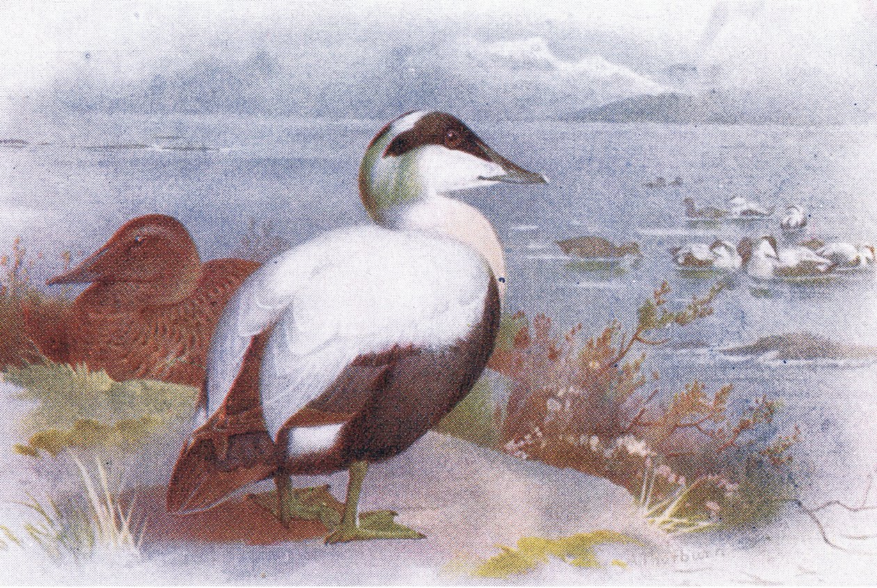 Eider door Archibald Thorburn