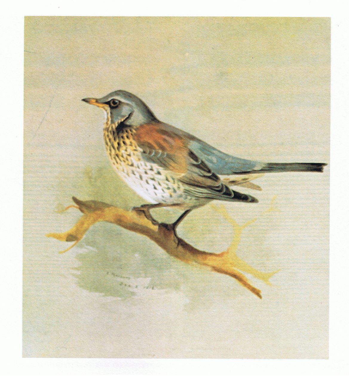 Kramsvogel, uitgegeven door Book Club Associates, 1972 door Archibald Thorburn