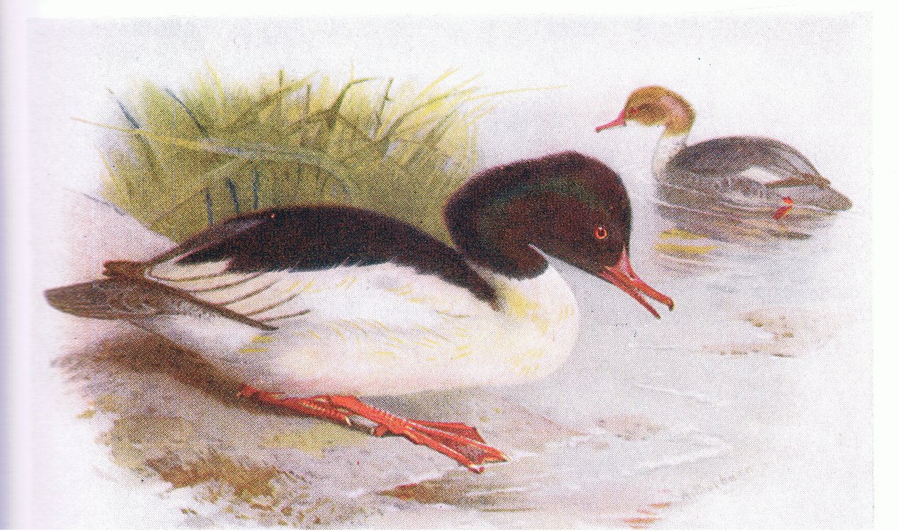Zaagbek door Archibald Thorburn