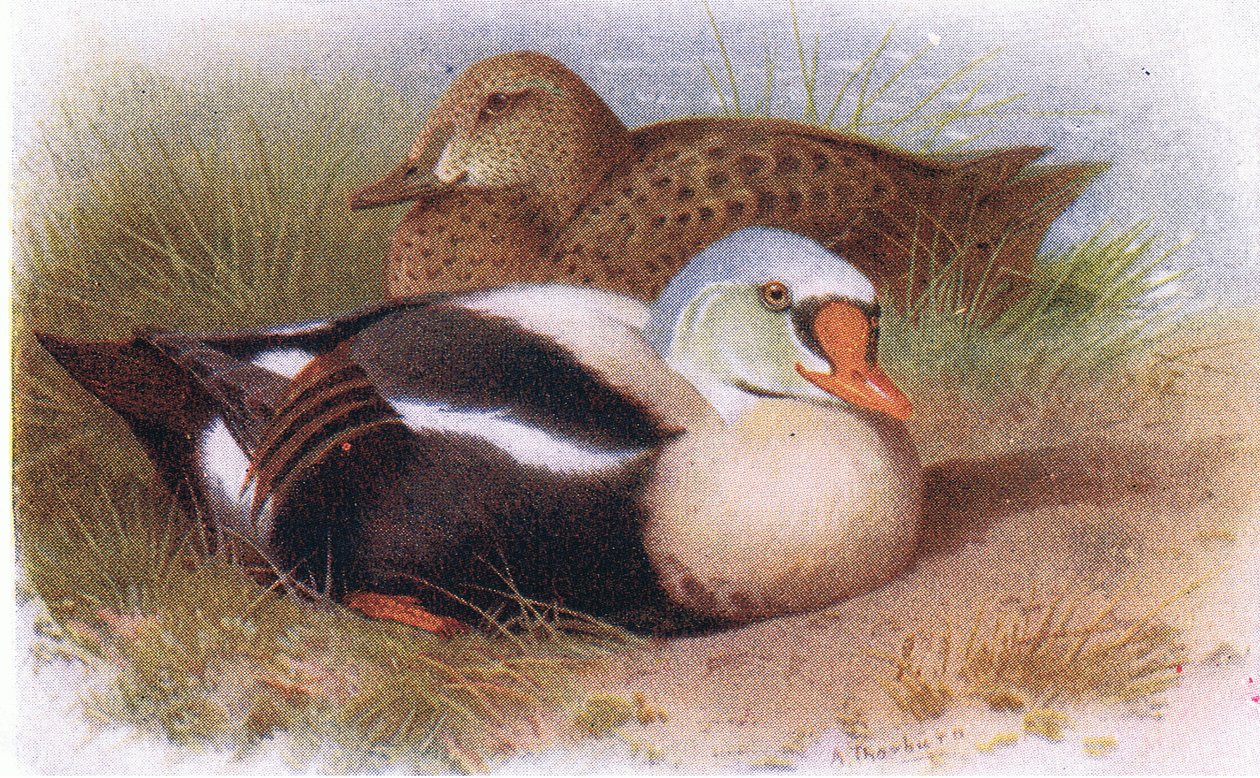 Koningseider door Archibald Thorburn