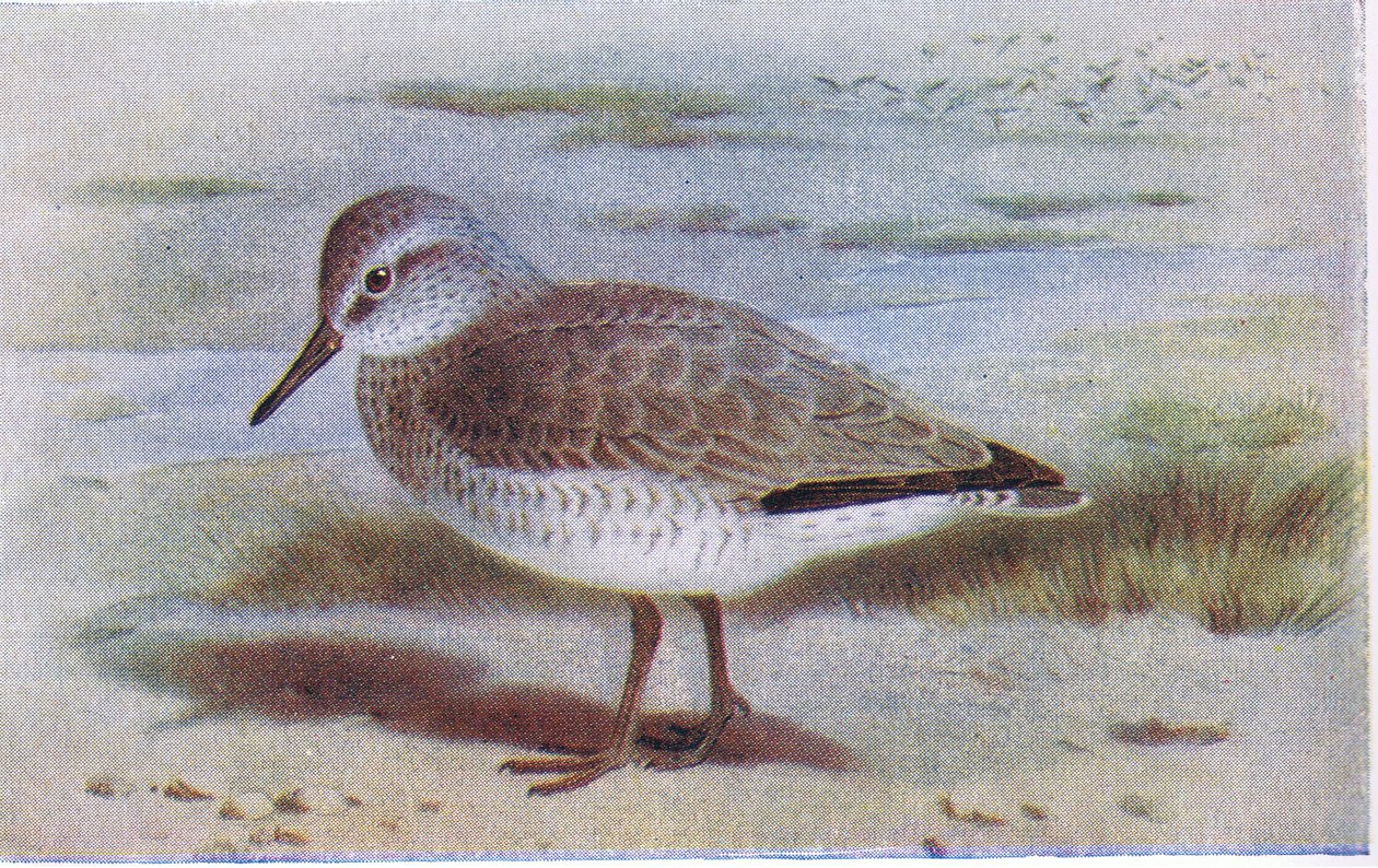 Kanoet, uit Birds of the British Isles and Their Eggs gepubliceerd door Frederick Warne & Co Ltd, 1958 door Archibald Thorburn